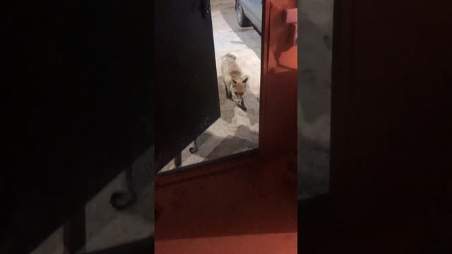Шок. Лиса пришла за едой к человеку! смотреть онлайн