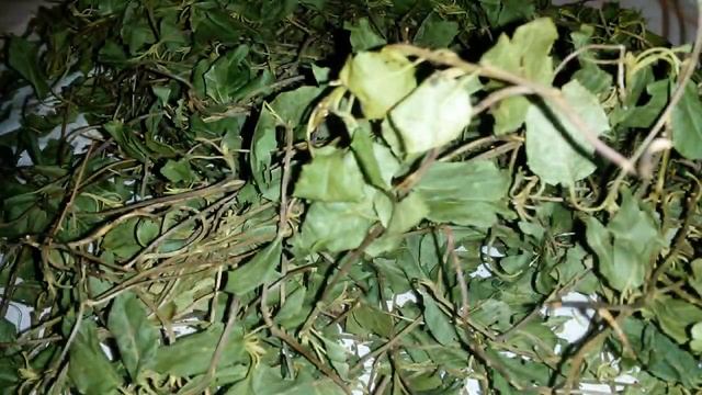 Боровая матка, ортилия однобокая, боровую матку купить. смотреть онлайн