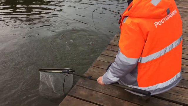 Прямое включение с водоёма , форель на блесну !!! смотреть онлайн