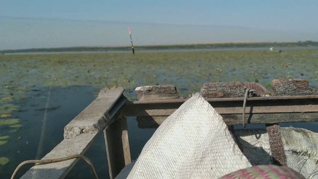 ?Клёв карася на кукурузу в конце июня.? Biting crucian carp on corn смотреть онлайн