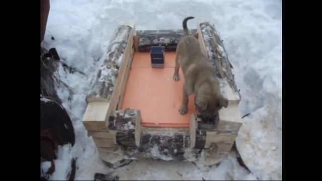 БУДКА ДЛЯ СОБАКИ//ЗАВЕРШЕНИЕ