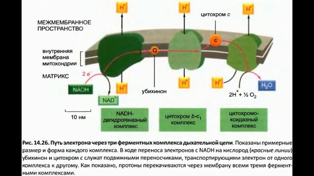 Электрон-транспортные цепи и протонные насосы смотреть онлайн