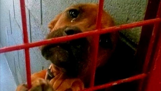 Собаку из приюта хотели усыпить, когда собака это поняла то не смогла сдержать слез... смотреть онлайн