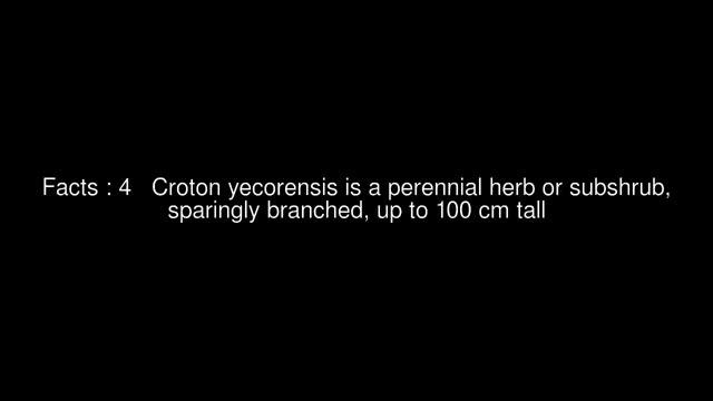 Croton yecorensis Top #6 Facts смотреть онлайн