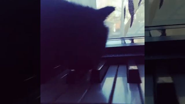 Британский черный котенок смотреть онлайн