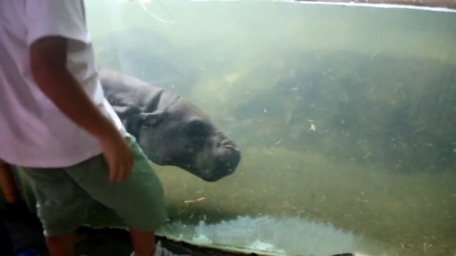 Singapore Zoo, Singapore