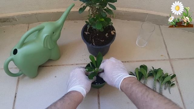 اكثار الايفوربيا ( شوكة المسيح ) _ How to propagate Euphorbia Milii plant смотреть онлайн