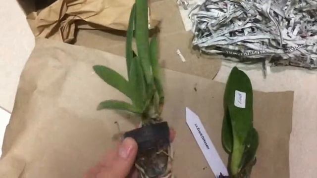 Каттлеи Lc. Evertt Dirkssein и Rby. Copper Queen смотреть онлайн
