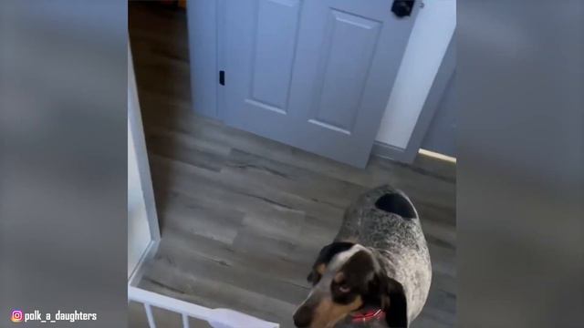 American English Coonhound - Top 10 Facts смотреть онлайн