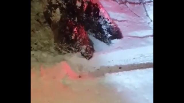 В столице Камчатки застрелили медведя-шатуна смотреть онлайн