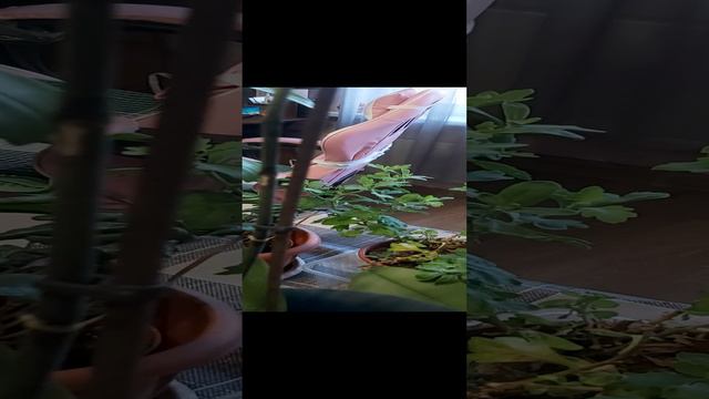 Цветочная минутка смотреть онлайн