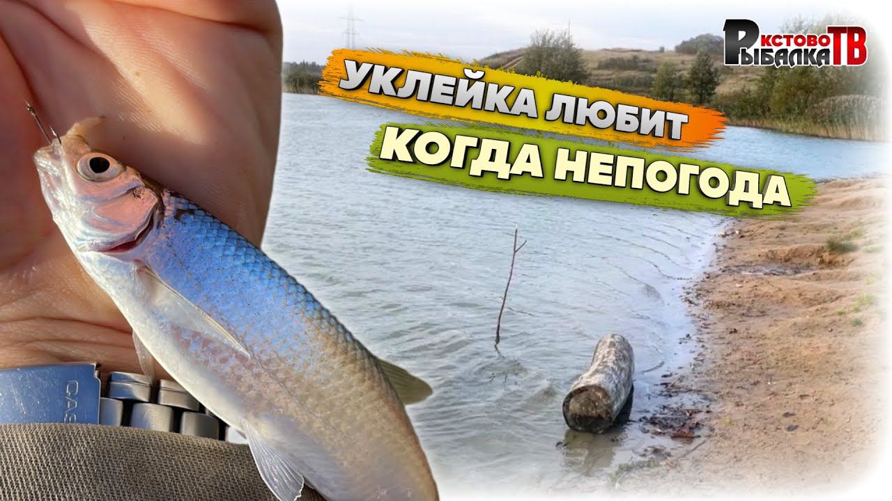 Ловля уклейки под берегом поздней осенью на поплавок. смотреть онлайн