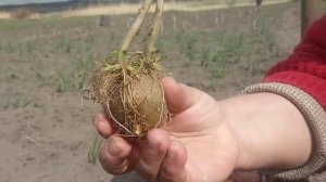 картофель Супер Элита Королева Анна на нашем огороде