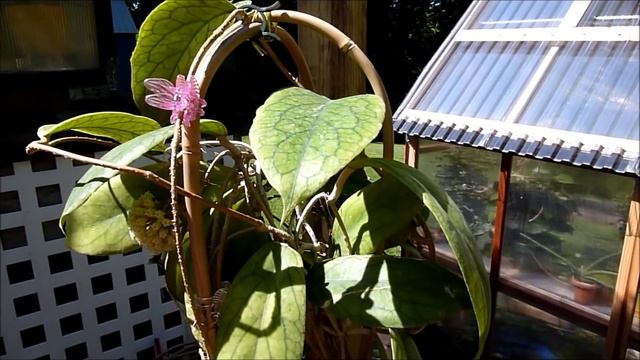 A Visit With Hoya vitellinoides смотреть онлайн