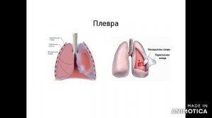 Легкие, плевра, средостение. Анатомическое строение.