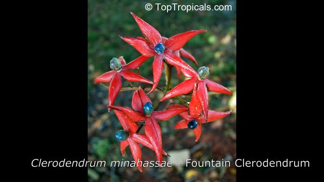Spotlight #4 - Clerodendrums смотреть онлайн
