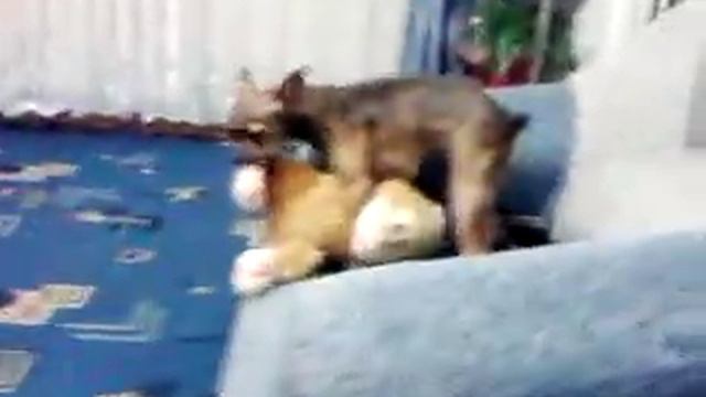РЖАКА))))(СОБАКА НЕ КАБЕЛЬ)))).... смотреть онлайн