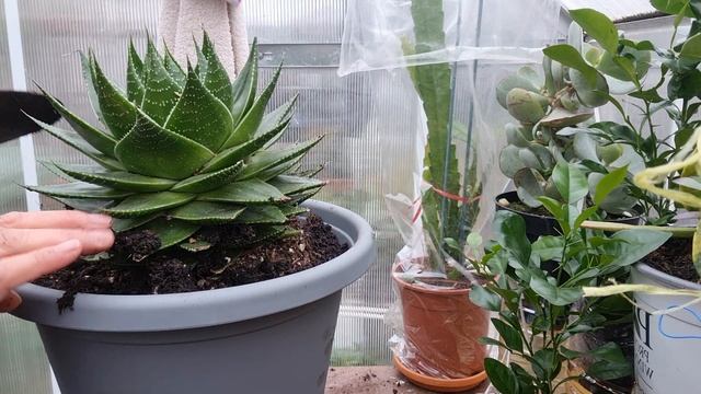 Repotting Huge Aloe Aristata Cosmo #aloe #plants #cactus #aloeAristatacosmo смотреть онлайн