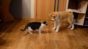 Смешные сиба-ину! #2