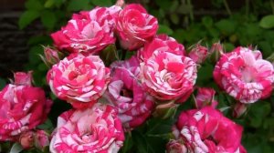 Пёстрые розы.  Дачные картинки 2021.