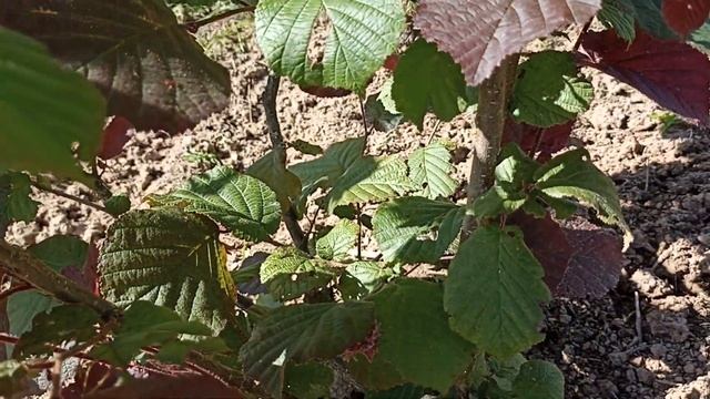 Фундук, сорт академик Яблоков смотреть онлайн