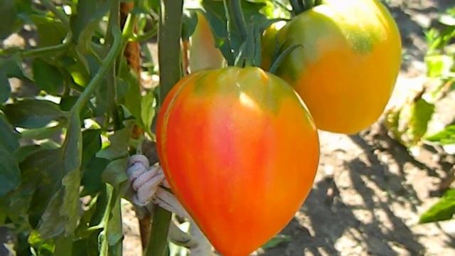 Томат Сердце Зебры. Первые спелые плоды. смотреть онлайн
