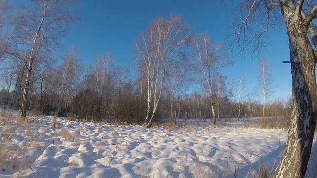 Загонная охота на сибирскую косулю 20.12.2020г. смотреть онлайн