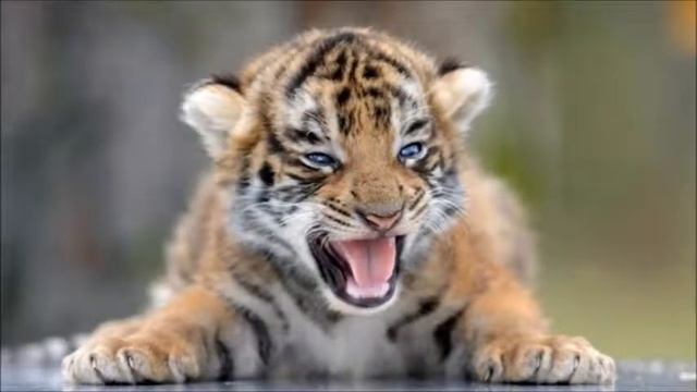 Охрана животных. Тигрёнок смотреть онлайн