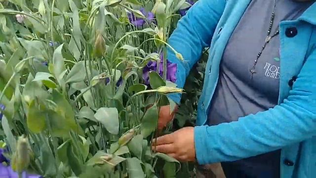 Количество бутонов на одном стебле Лизиантуса, пояснение. смотреть онлайн