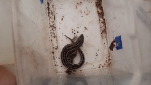 Сосиска в контейнере с тараканами. Эксперимент.