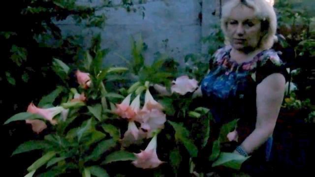 ВЕЧЕРНЕЕ БУРНОЕ ЦВЕТЕНИЕ БРУГМАНСИИ!!! ЧАСТЬ 5 / EVENING BLOSSOM Brugmansia !!! PART 5 смотреть онлайн