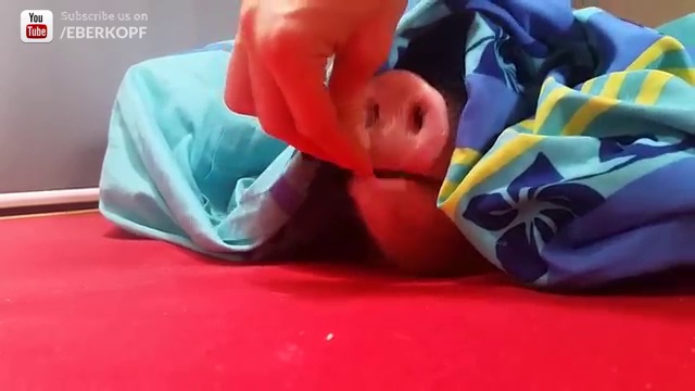 Поросенок ест печенье смотреть онлайн