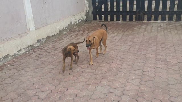My Loki is teaching Munchkin how to play. смотреть онлайн