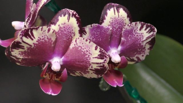 Орхидея - взрыв эмоций! Phalaenopsis I-Hsin The Big Bang смотреть онлайн