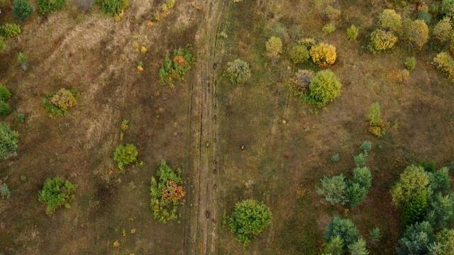 Дикие Кабаны Кировской области. смотреть онлайн