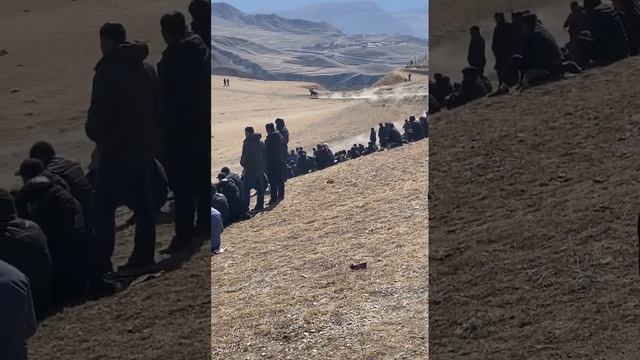 Скачки в селение Гагатли 12.03.2023. 2-ая партия 9 кругов смотреть онлайн