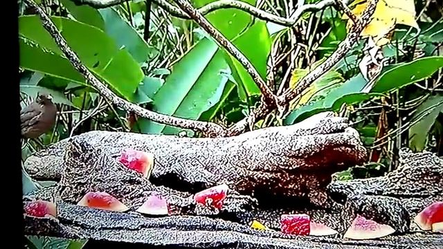 Веб.камера у кормушки птиц в Бразилии смотреть онлайн