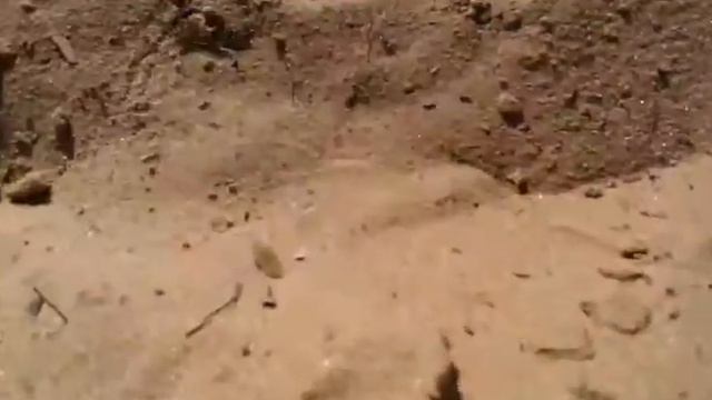 Оса наездник - кошмар для пауков! смотреть онлайн