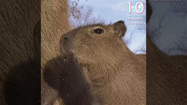 Capybara Song 10 HOURS смотреть онлайн