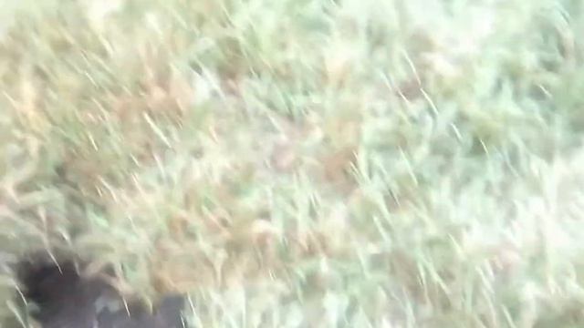 Ищем норы,,Корсака" смотреть онлайн