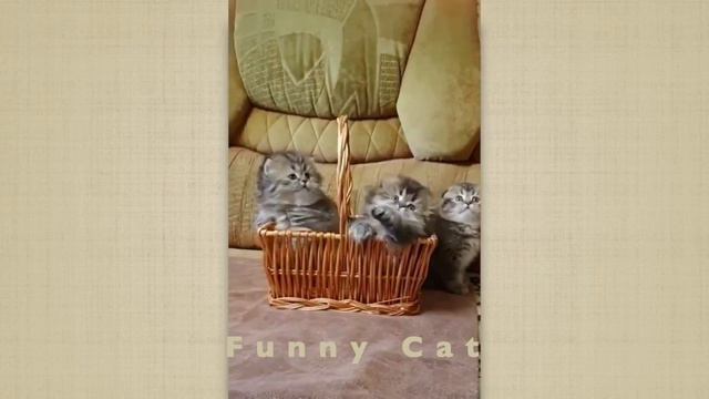 Котята и милые котики #2 / Kittens and cute cats. смотреть онлайн