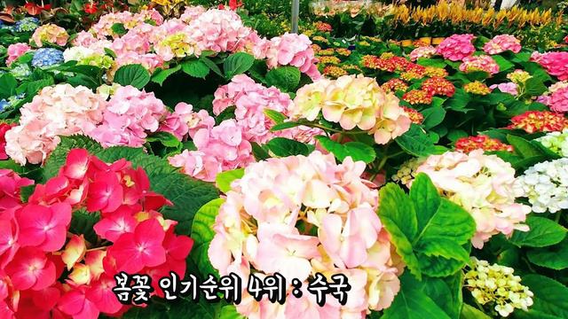 화사한봄 봄꽃 인기순위 10위부터 1위까지 Spring's flowers popularity ranking 1~10 смотреть онлайн