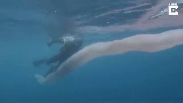 Сенсация.Тайны океана! смотреть онлайн