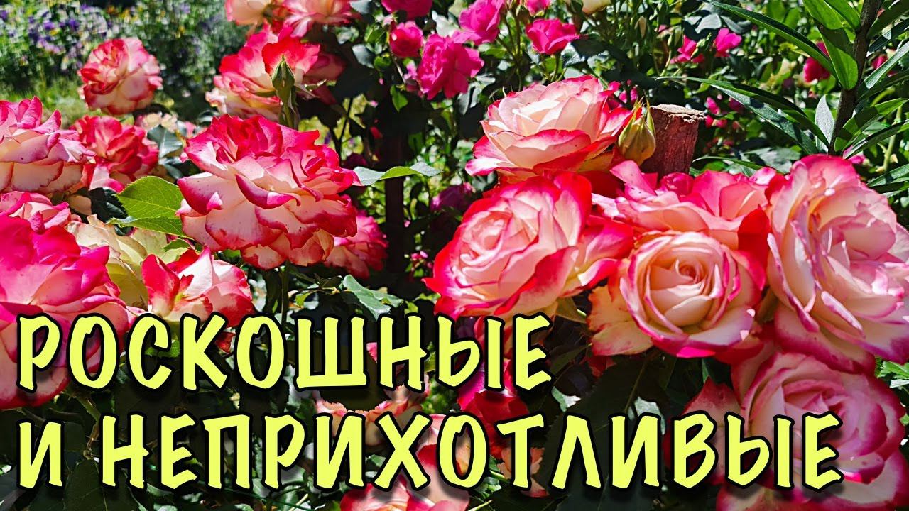 САМЫЕ ЛЮБИМЫЕ сорта роз, которые ШИКАРНО ЦВЕТУТ ВСЁ ЛЕТО. ПРЕКРАСНО растут в СРЕДНЕЙ ПОЛОСЕ РОССИИ смотреть онлайн