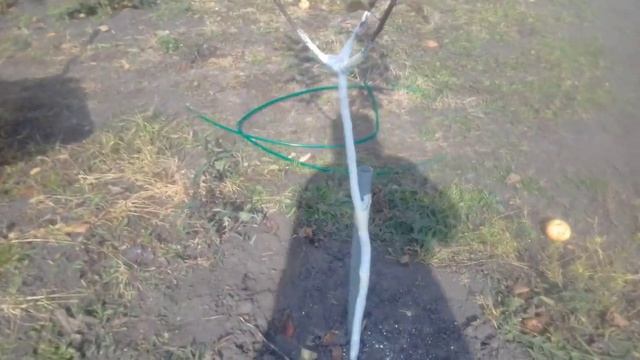 Укрываю на ЗИМУ молодые деревца ГРУШУ ЧЕРЕШНЮю ЯБЛОНЮ 21 10 2018г смотреть онлайн