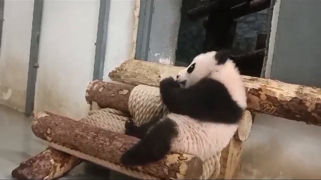 Сижу, как Мама Московский ЗоопАрк🐼👀🤣👍🔥🥰baby Panda Moscow zoo🐼👀🤣👍🔥🥰 смотреть онлайн
