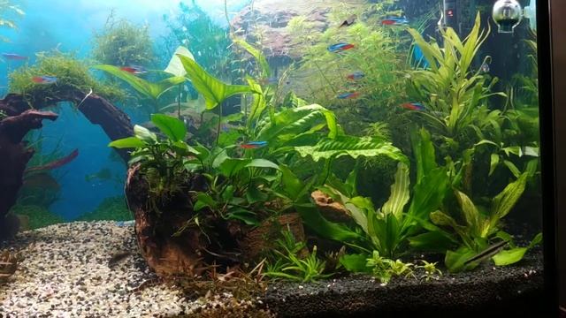 Течение в аквариуме. Продукты для очищения воды. Как это работает смотреть онлайн