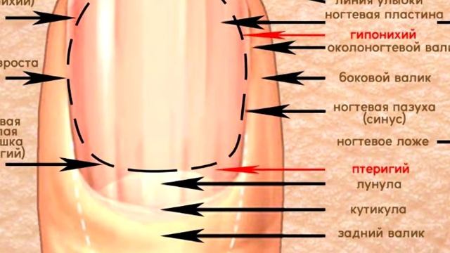 Что вы знаете о ногтях? смотреть онлайн