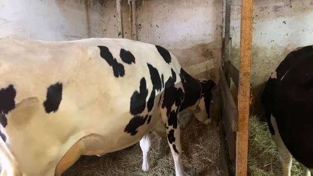 Старинный и современный подход к кормлению коров и телят смотреть онлайн