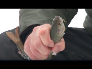 Хариус на тиховодье. Часть 1